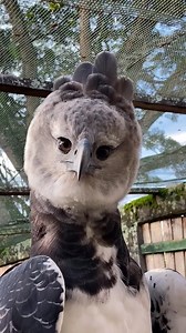 #eagle | Friendly program | Facebook