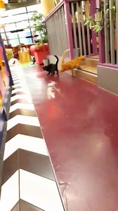 27K views · 2.1K reactions | Tigger in Birmingham has got those moves like Jagger or should we say Go Greace Lightening!  #kittycafe #cats #catsofinstagram #tigger #gingercat #moveslikejagger #catvideo #cutecatvideos #catoftheday #cuteanimals #fast | Kitty Café | Facebook