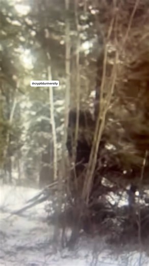 93K views · 2.1K reactions | A camera initially set up to record wolverines captures a MASSIVE Sasquach in Alberta, Canada! | Cryptid University | Facebook