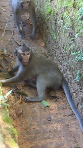 Play time and jump exercises #LovelyMonkey #AdieMonkey #GoldaMonkey #PatrickMonkey #CarbzillaTroop | Lovely Monkey