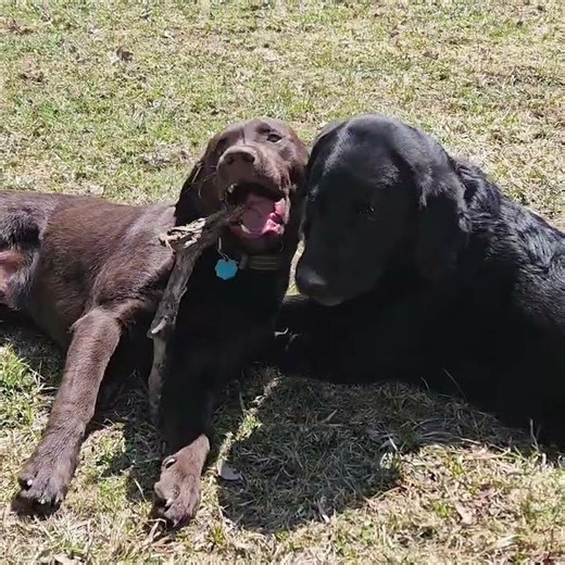 Lab puppy brother testing limits with older brother black Lab chewing sticks