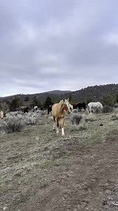 Sundance and the gang. This beautiful mustang was found running down the highway having been starved and didn’t take much to being trained at his late age. He runs with Buddy’s herd. And here is Birdie rescued from a kill buyer and Faith pulled from a kill pen bloodied and beaten. Foxy rescued from a livestock auction and finally mini hinny Cassidy stealing the show as he tries to figure out how to drive a quad. He was also pulled from a kill pen and he actually reminds me so much of Boots who h