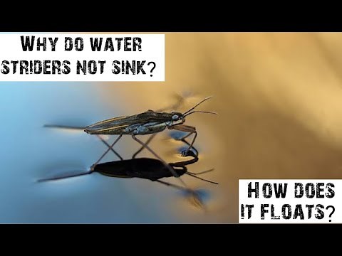 Water striders | why don't they sink in water | Explained