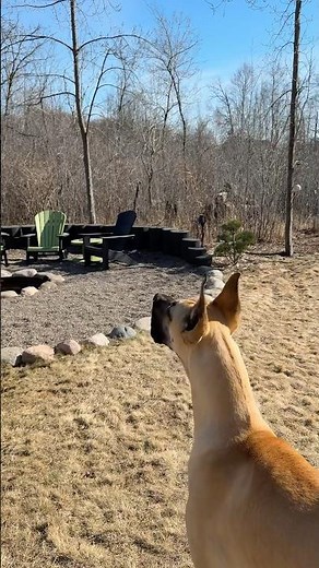 Great Dane barking