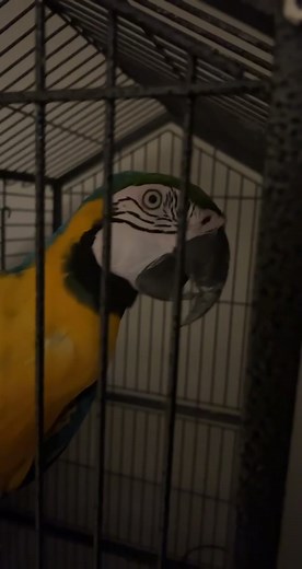 Colorful Parrot Playing Inside Its Cage