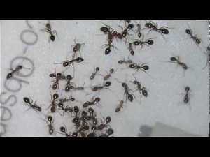 Fire ants vs. Rasberry Crazy Ants