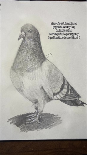 Realistic Pigeon Drawing: Day 40 Art Challenge
