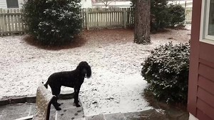 4.8K views · 87 reactions | Here’s a look at this morning’s snowfall across Moore County. | The Pilot Newspaper | Facebook