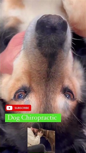 1. The Amazing Benefitsof Dog Chiropractic Care#DogChiropractic #CanineCare #Heal