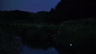 It's #WorldFireflyDay 🦗💡 Did you know there are more than 2,000 species of fireflies? This phenomenon is called bioluminescence, and the bioluminescent organs in fireflies are found on the underside of the abdomen; creating a chemical reaction within the firefly’s light organ that produces the light. Bioluminescence in fireflies is nearly 100 percent efficient, making it one of the most efficient lights in the world. 🌏 Fun fact: Firefly larvae eat snails, worms, and slugs, which they inject w