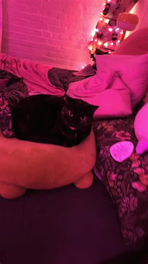 chippi chippi chappa chappa