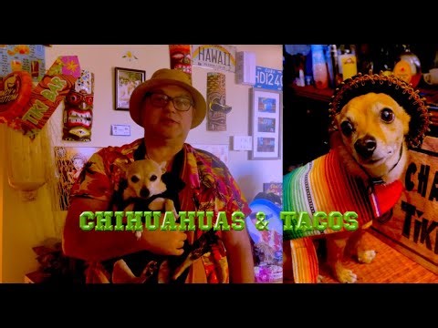 Chihuahuas and Tacos #tacotuesday #cutechihuahuashortvideos