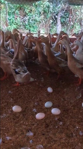 Hungry Ducks Calling for Feeding Time 🦆🌾