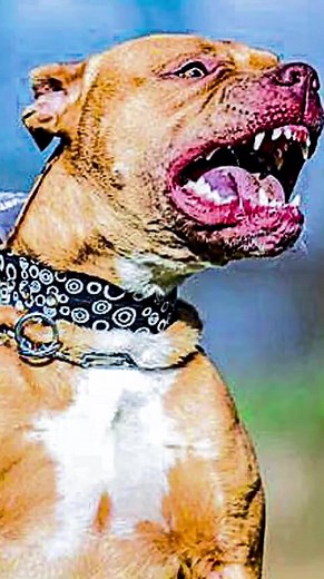 Angry Pitbull Almost Ripped Off Owner's Face - What Would You Do?