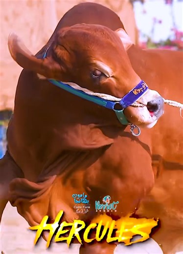 🔥 Real Hercules 🔥 | Parrot Studio