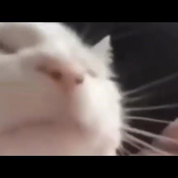 Cat bobbing his head to music 😳