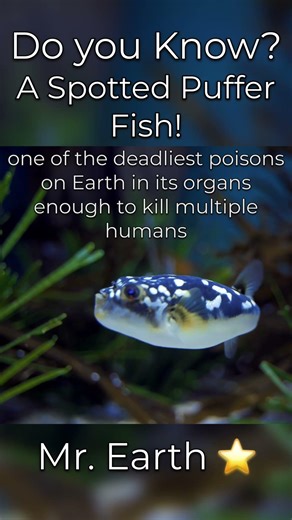 This Cute Fish Carries One of the Deadliest Poisons on Earth 🐡 #jurassicworld