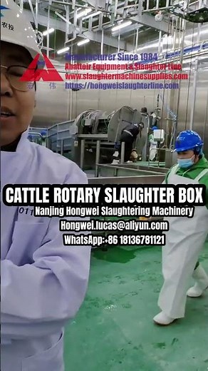 How Halal Cattle Rotary Slaughter Box Works | Beef Processing Line Demo