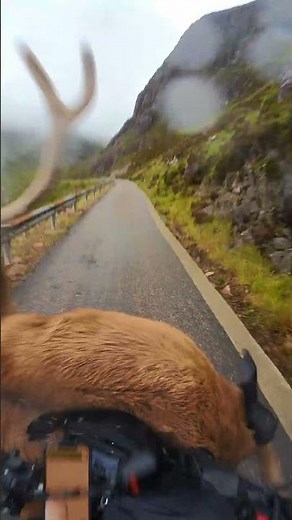 Deer Darts in Front of Motorcyclist on Mountain Road