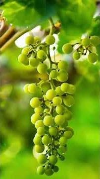 Invisible Science: Why We Cut Green Grapes for a Rich Harvest