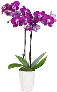 From You Flowers - Posh Purple Orchid Plant for Birthday, Anniversary, Get Well or Celebration