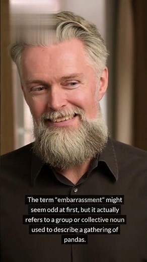 What Is a Group of Pandas Called and Why?