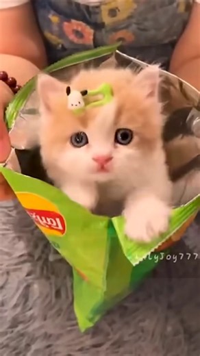 قطه كيوت|تربية القطط|قطه المنزل|قطه تاكل شيبس|مقطع مضحك 🐈👏👶