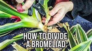 How to divide & pot bromeliads like a pro