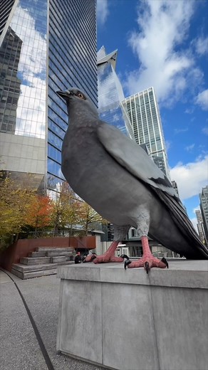 Gigantic pigeon in New York! | New York - NewYork.co.uk