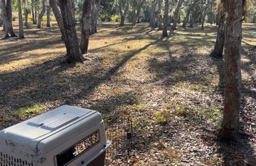 Raised with care. Returned to the wild. 🐿️🌿 These baby squirrels are officially back where they belong! Fun fact: Squirrels in Florida play a huge role in planting future trees by burying nuts they don’t always come back for. | Wildlife Center of Southwest Florida