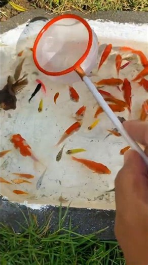 Scooping colorful ornamental fish, goldfish, GloFish, comet fish, and balloon fish