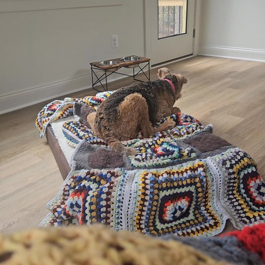 Good Monday morning from foster Inge. She is close to being ready for adoption. She has 2 followup appts the 1st week of December (ears & eye pressure) 😄 She has come a long way since mid December. Below is just a few things: ✅️ treated for fleas ✅️ shaved down d/t matting ✅️ urine leaking solved w/ Proin ✅️ gained weight ✅️ treated for tapeworms ✅️ treated w/4 wks of antibiotics for ear infections followed by deep cleaning under anesthesia ✅️ diagnosed w/ glaucoma, necessitating her left eye r