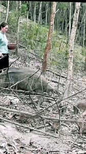 1.2K views | Wild boar #Amazing #reelschallenge Peppa Pig #viralreelschallenge | Farming Ideas ASK25 | Facebook