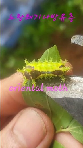 Just brush against it... and you're dead! #yellowwedgemothlarva #orientalmoth