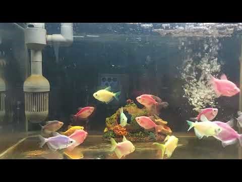 Relaxing Aquarium Fish Tank Sounds no music