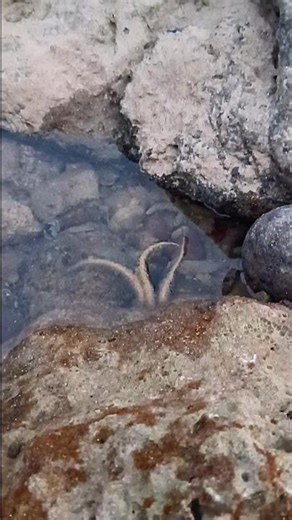 #mystery #creatures #sea #shorts