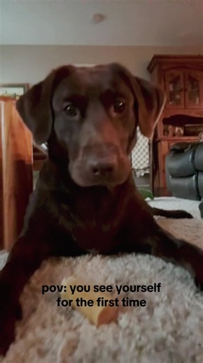 Dog's Hilarious Reaction to Seeing Itself in Mirror