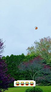 Funny seagulls #animal #funnyanimals #funny | Cute Animals