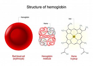 Struktur hemoglobin