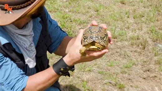 Tiny tortoise outsmarts traffic