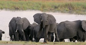 African elephant Africa safari wildlife and wilderness