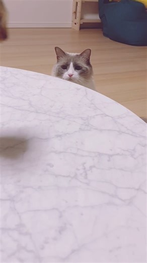 なゃぴ！ピョコ...うゅ、どーーーん！！#P丸様 #ペット #うちの子が可愛すぎる