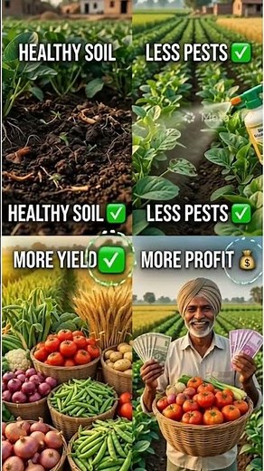 Crop Rotation 101 – Why It Matters 🚜