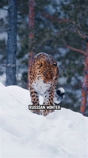 The Rarest Predator You’ve Never Seen