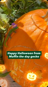 25K views · 2.3K reactions | Happy Halloween from Muffin the day gecko | geckgoals | Facebook