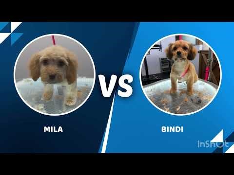 Havachon puppies first groom