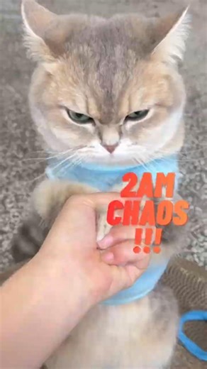 Why Cats Get Random Zoomies at Night?