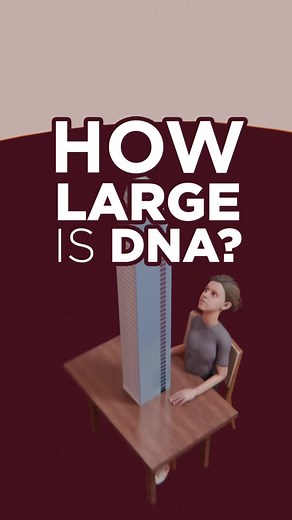 Understanding DNA Through Animation and 3D Models