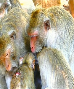 29K views · 889 reactions | Janet was attack & bite by monkey Gladdis very because Gladdis angry Janet get milk from Jane #Monkeyvideos | Monkey Smile | Facebook