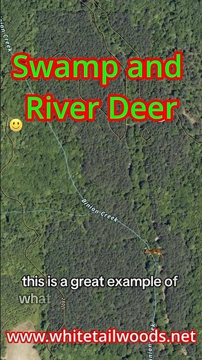 Swamp and River Deer #bigdeer #hunting #whitetailwoods #deer #strategy
